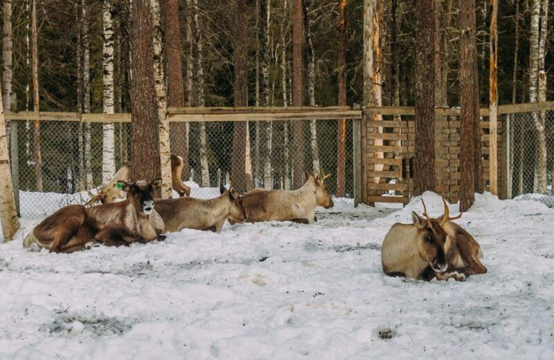 rovaniemi-trip-to-ranua-zoo