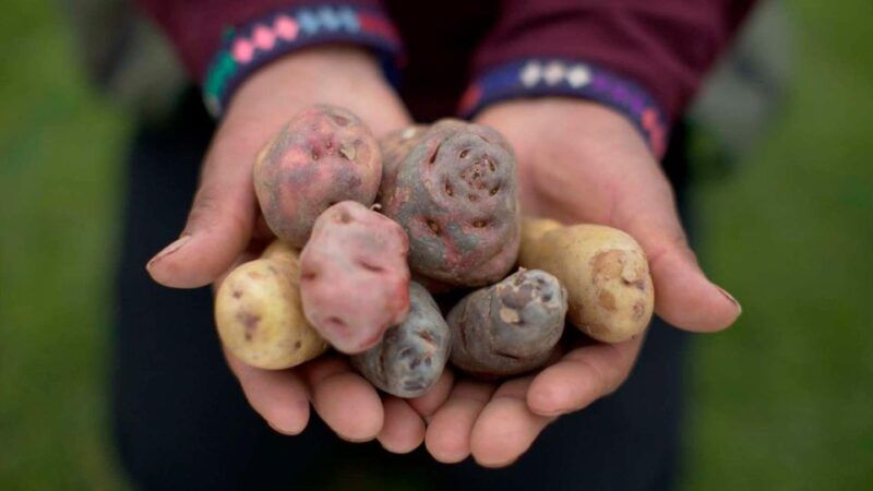 rural-tourism-in-the-potato-park-sacred-valley