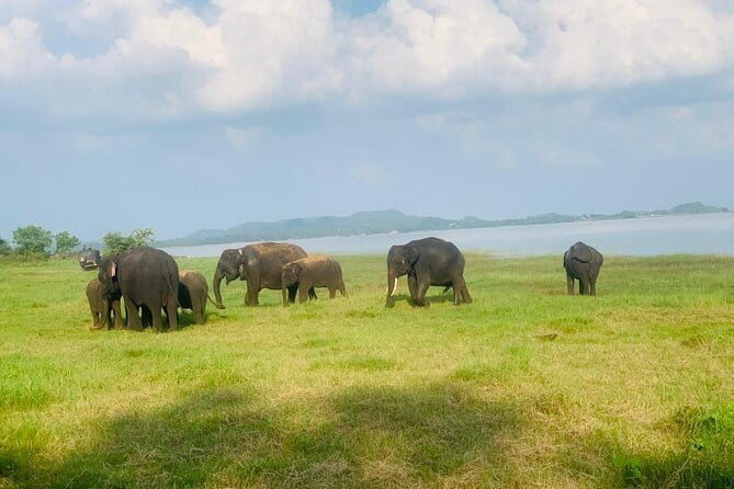 Safari Adventure in Hurulu Eco Park Sri Lanka - The Itinerary: What to Expect