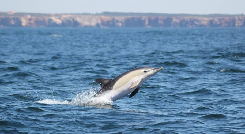 sagres-dolphin-watching-tour