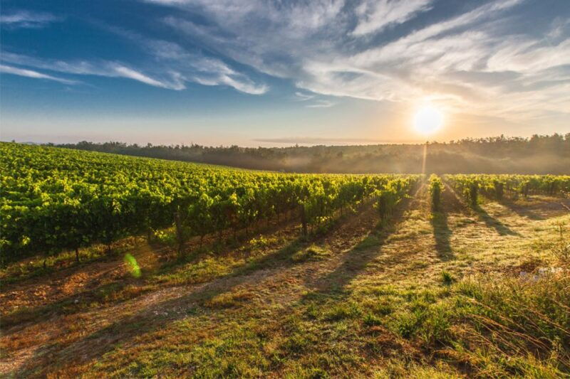 san-gimignano-vineyard-walk-with-wine-tasting-in-winery