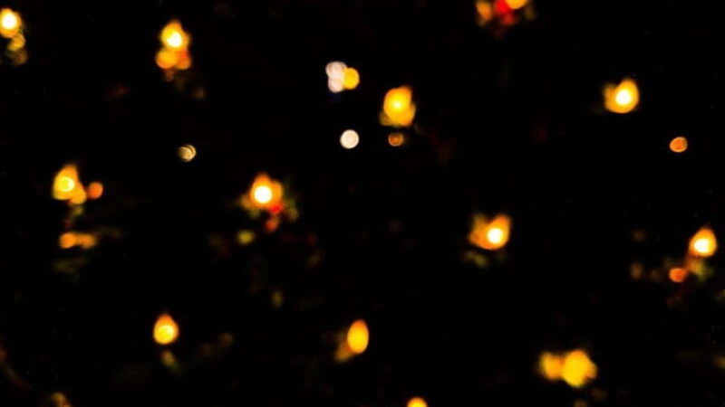 sandakan-fireflies-and-mangrove-cruise-with-dinner