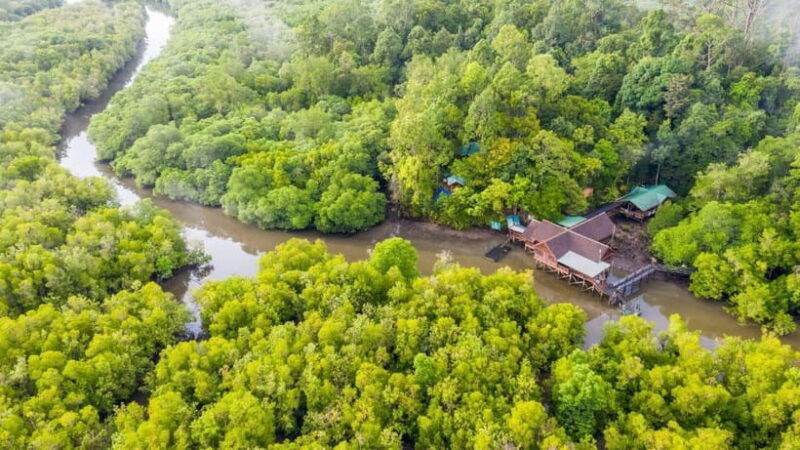 sandakan-orangutan-sun-bear-fireflies-and-mangrove-cruise