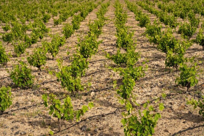 santorini-wine-o-clock-wine-tasting-private-tour