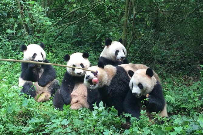 Sanxingdui Museum+Chengdu Panda Base or Jinsha Site Tour - The Sum Up