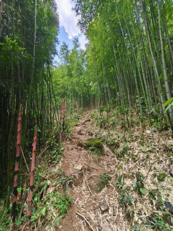sapa-1-day-trek-from-mountain-to-village-with-local-guide
