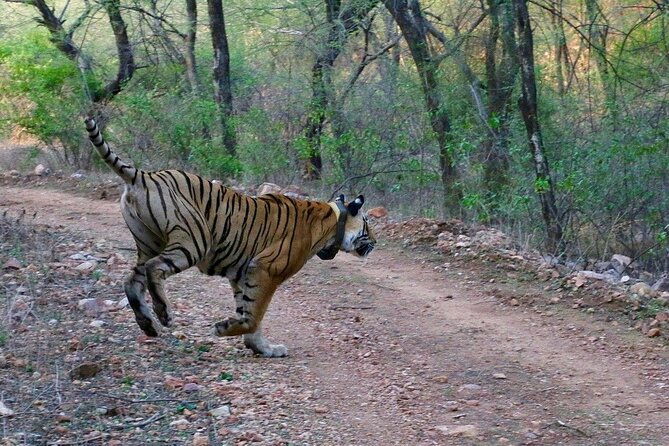 Sariska Tiger Reserve Assistance for Gypsy Private Safari Tickets - Does the Price Offer Good Value?