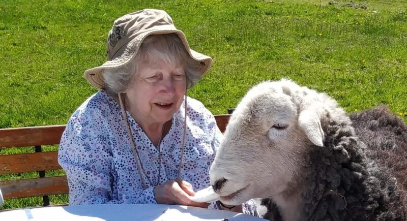 scotland-tea-retreat-with-naughty-sheep