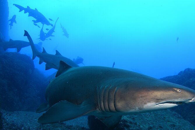 Scuba Dive With Grey Nurse Sharks in Bushrangers Bay - What’s Included & What You Need to Know