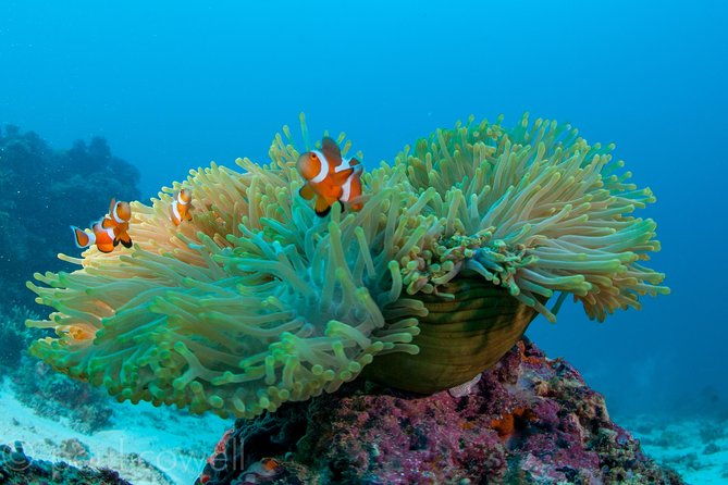 Scuba Diver Course (PADI) - Is This Course Right for You?  