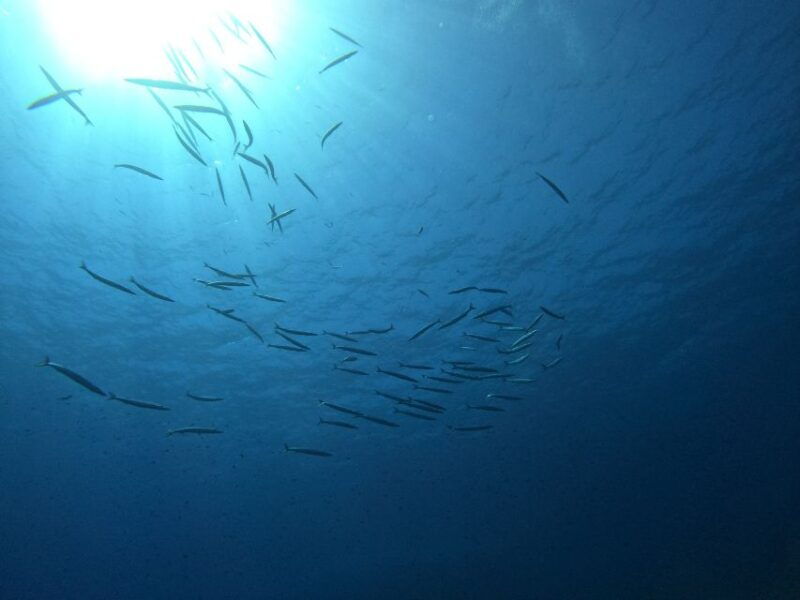 scuba-diving-excursion-in-the-marine-protected-area