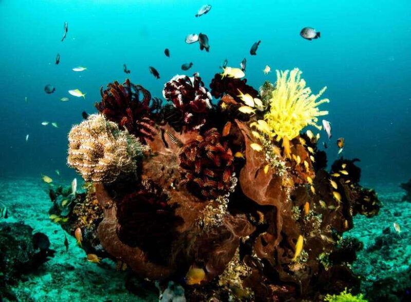 scuba-diving-in-boracay-ssi-open-water-certification