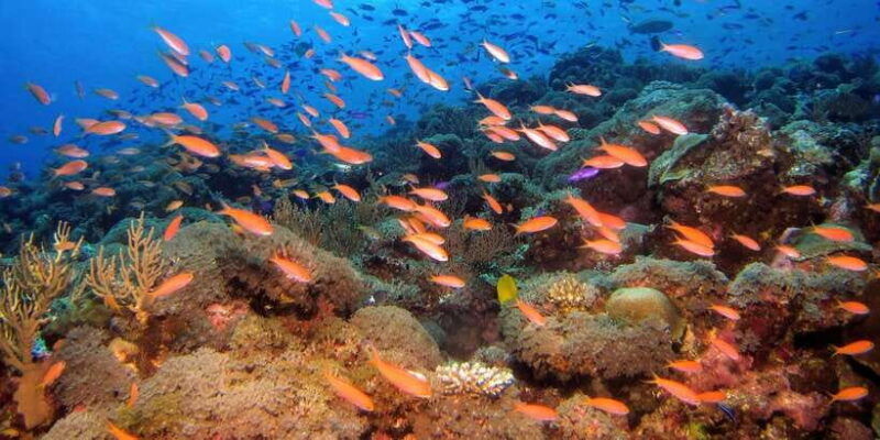 scuba-diving-in-hikkaduwa