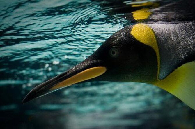 SEA LIFE Melbourne Aquarium Admission Ticket - Practical Tips for Visiting