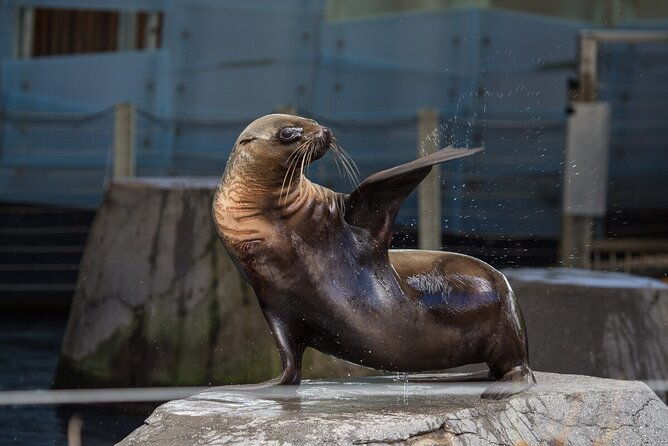 Seal Experience at Melbourne Zoo - excl. entry - Is It Worth the Cost?