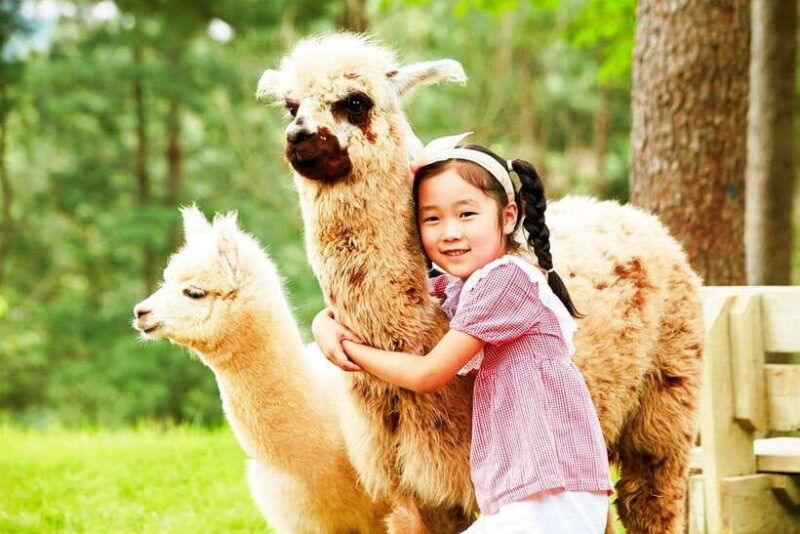 seoul-alpaca-nami-garden-of-morning-calm-tour-rail-bike