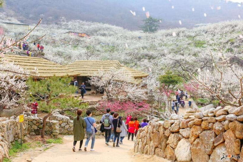 seoul-korea-spring-cherry-blossom-day-tour