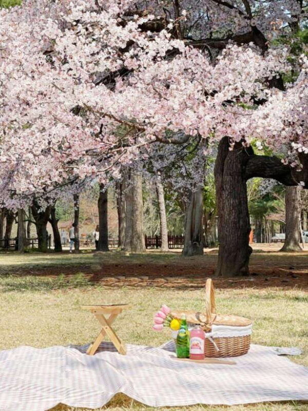 seoul-nami-island-alpaca-world-morning-calm-garden