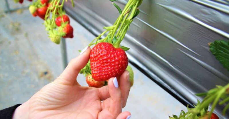 seoul-strawberry-nami-island-railbike-korean-garden