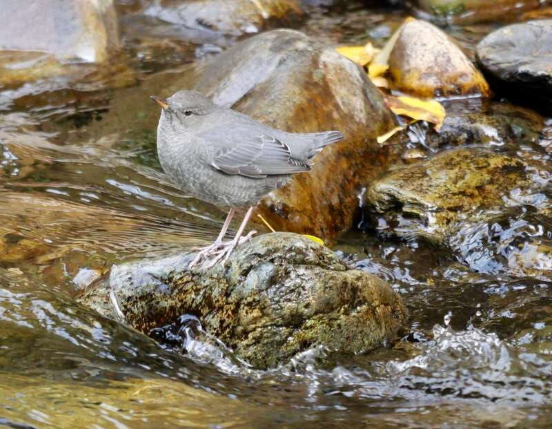 september-2025-british-columbia-rocky-mountain-birding-tour