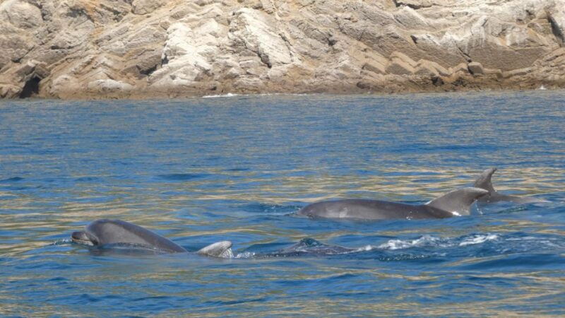 sesimbra-arrabida-dolphin-watching-boat-tour-with-biologist