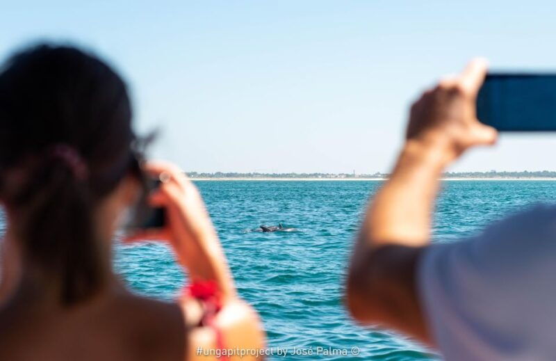 setubal-dolphin-watching-boat-tour