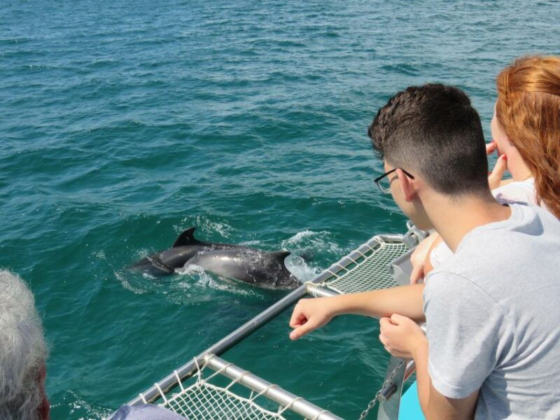 setubal-dolphin-watching-tour