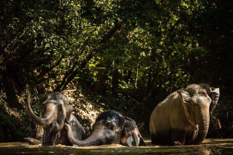 siem-reap-dine-with-elephants-a-nature-wildlife-journey