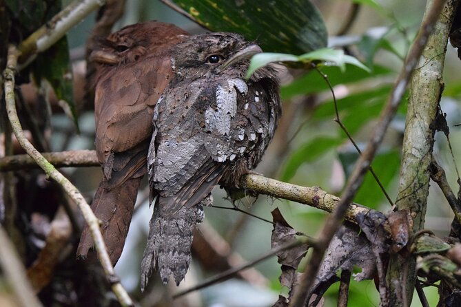 Sinharaja Rain Forest Tour from Colombo - Practical Details and What to Expect