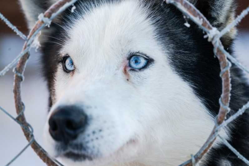 sirkka-5-km-husky-sledding-ride-in-levi