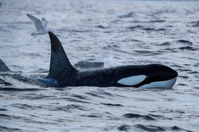 skjervoy-orca-and-whale-watching-comfort-heated-boat-trip