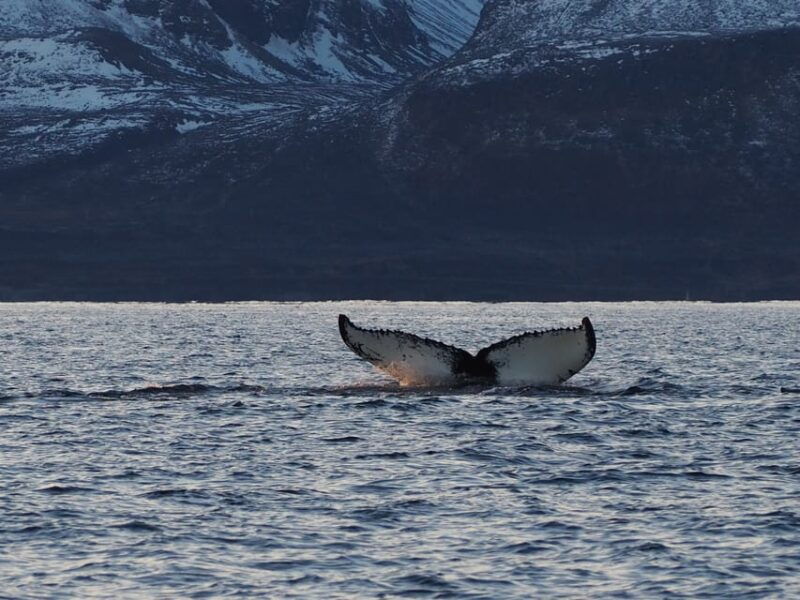 skjervoy-whale-and-orca-watching-tour-by-rib-boat