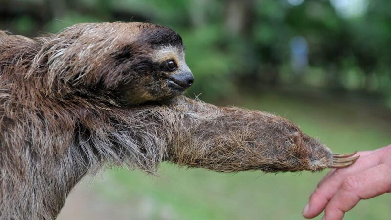 sloth-search-2