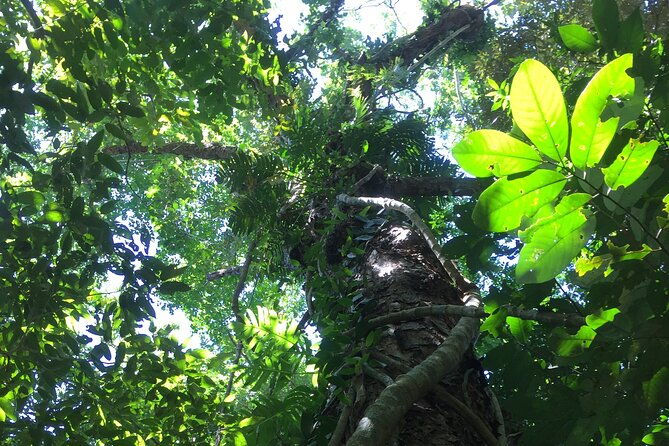 Small-Group Trekking Experience in Daintree National Park - Final Thoughts