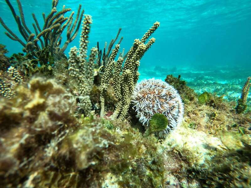 snorkel-in-tulum-reef-boat-ride-and-caleta