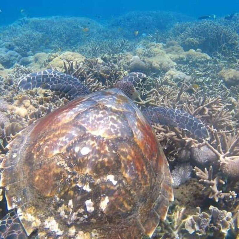 snorkeling-at-bluelagoon-spot