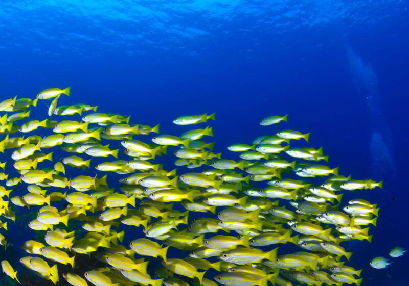 snorkeling-for-beginners-in-crystal-clear-sea-of-halkidiki