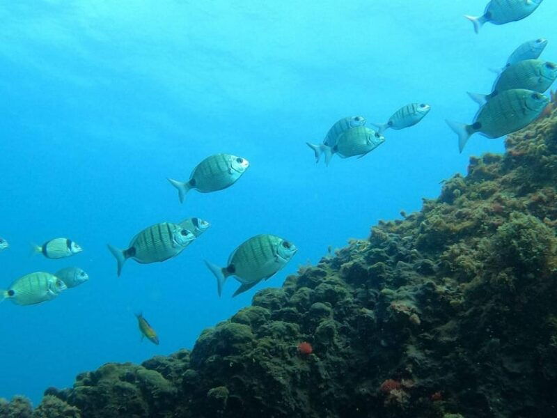 snorkeling-in-terceira-island