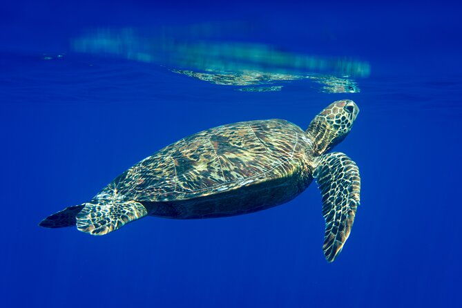 Snorkeling picnic in 5 hours with lunch in Tahiti - The Food: A Polynesian Feast on the Water