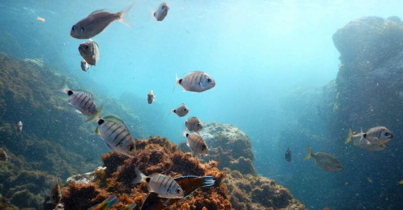snorkeling-wildlife-in-terceira-island