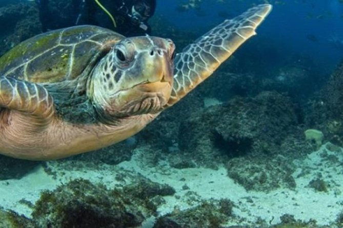 Snorkeling with Turtles at Cook Island Aquatic Reserve - What to Expect on the Snorkeling Tour