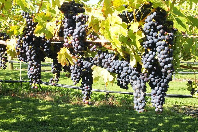 Solo Traveller Full Day Wine Gourmet and Scenic Delights Tour from Blenheim - Additional Inclusions and Practical Details