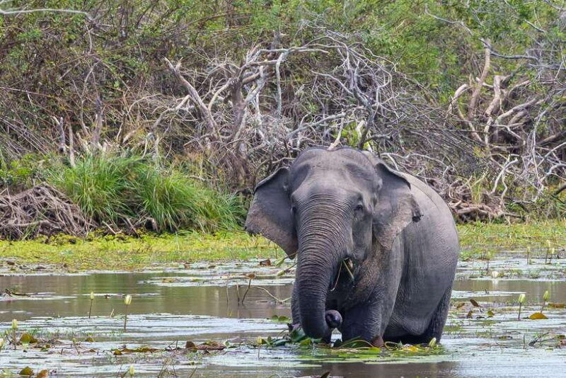 sri-lanka-3n4day-guided-full-tour-with-hotel-accommodations