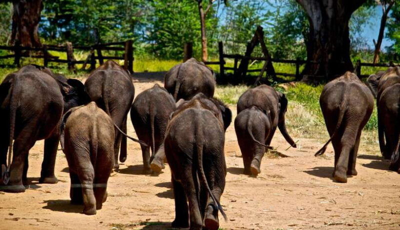 sri-lanka-4-day-tour-wildlife-and-beach