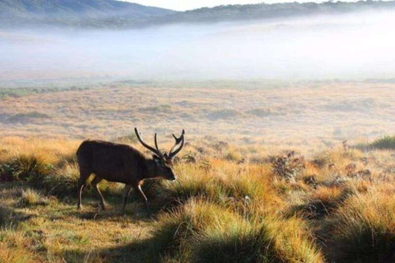 sri-lanka-kingdoms-hill-stations-beaches-and-wildlife
