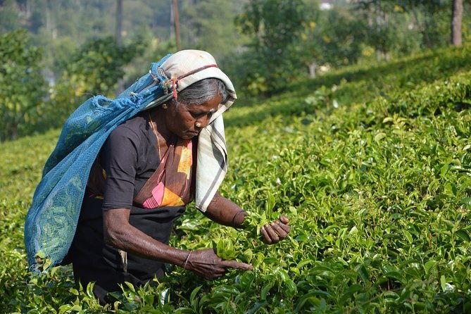Sri Lanka Tour - Perfect Sri Lanka Itinerary 5 Days - Authentic Insights from Past Travelers