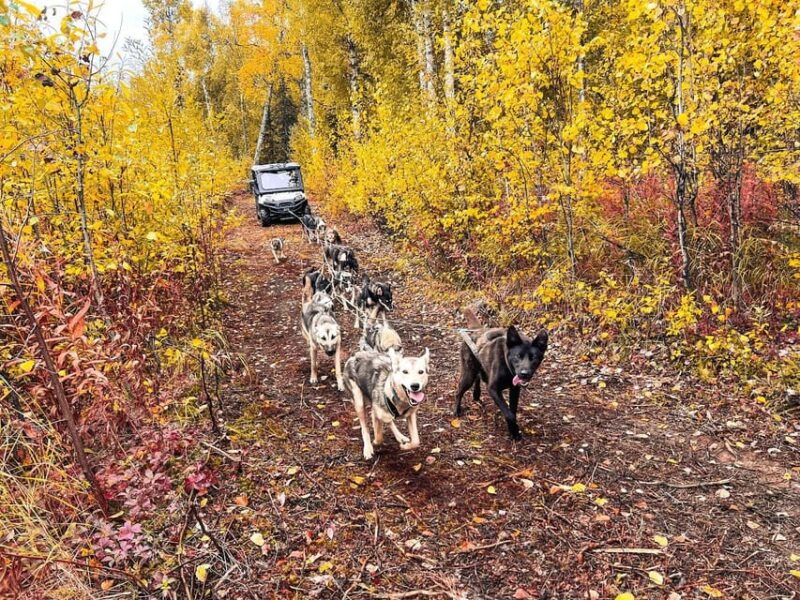summer-dog-sled-ride-and-kennel-tour-2