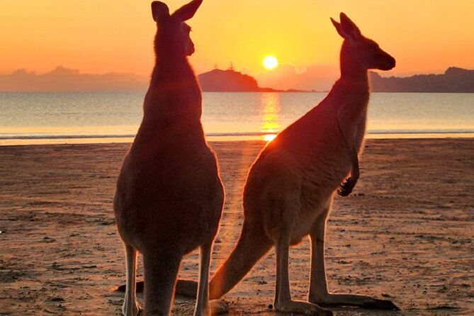 Sunrise with the kangaroos and wallabies - Breakfast in the Bush
