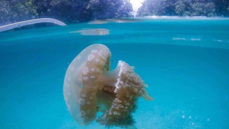 surigao-siargao-sohoton-cove-tour-with-lunch-and-pickup