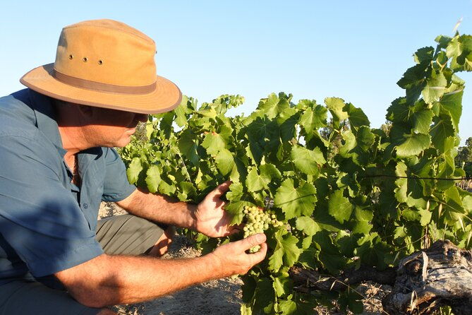 Swan Valley Wine Discovery: Private Tour from Perth - The Landscape and Atmosphere  